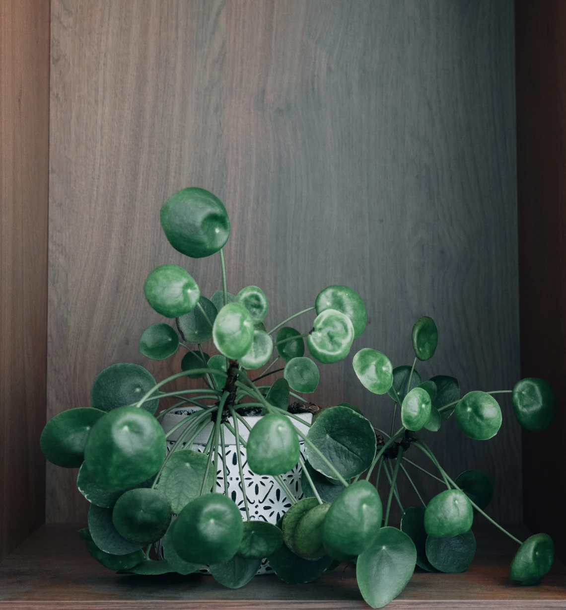 cabinet dentaire eora dentistes montagny Les facettes dentaires Cabinet dentaire EORA